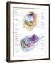 Comparative Illustration of Plant and Animal Cell Anatomy (With Labels)-null-Framed Art Print