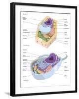 Comparative Illustration of Plant and Animal Cell Anatomy (With Labels)-null-Framed Art Print