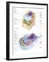 Comparative Illustration of Plant and Animal Cell Anatomy (With Labels)-null-Framed Art Print