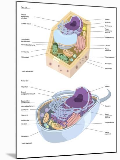 Comparative Illustration of Plant and Animal Cell Anatomy (With Labels)-null-Mounted Art Print