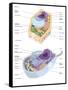Comparative Illustration of Plant and Animal Cell Anatomy (With Labels)-null-Framed Stretched Canvas