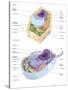 Comparative Illustration of Plant and Animal Cell Anatomy (With Labels)-null-Stretched Canvas