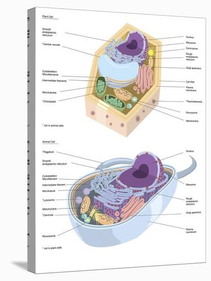 Comparative Illustration of Plant and Animal Cell Anatomy (With Labels)-null-Stretched Canvas