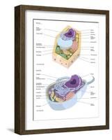 Comparative Illustration of Plant and Animal Cell Anatomy (With Labels)-null-Framed Art Print