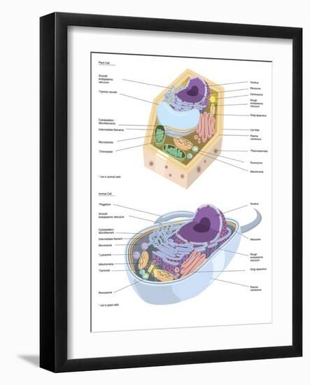 Comparative Illustration of Plant and Animal Cell Anatomy (With Labels)-null-Framed Art Print