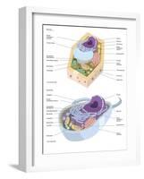 Comparative Illustration of Plant and Animal Cell Anatomy (With Labels)-null-Framed Art Print