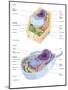 Comparative Illustration of Plant and Animal Cell Anatomy (With Labels)-null-Mounted Art Print