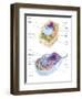 Comparative Illustration of Plant and Animal Cell Anatomy (With Labels)-null-Framed Art Print