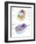 Comparative Illustration of Plant and Animal Cell Anatomy (With Labels)-null-Framed Art Print