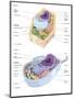 Comparative Illustration of Plant and Animal Cell Anatomy (With Labels)-null-Mounted Art Print