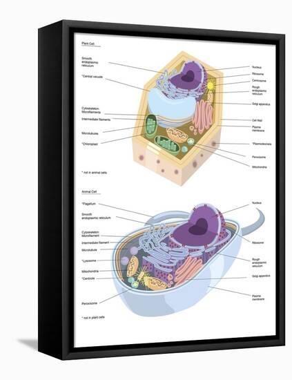 Comparative Illustration of Plant and Animal Cell Anatomy (With Labels)-null-Framed Stretched Canvas