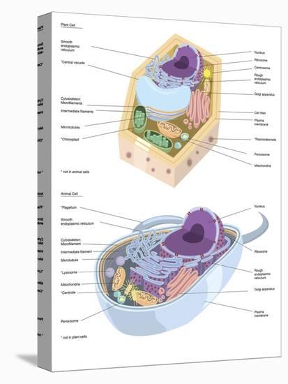 Comparative Illustration of Plant and Animal Cell Anatomy (With Labels)-null-Stretched Canvas