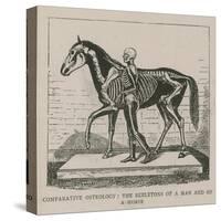 Comparative Osteology-null-Stretched Canvas