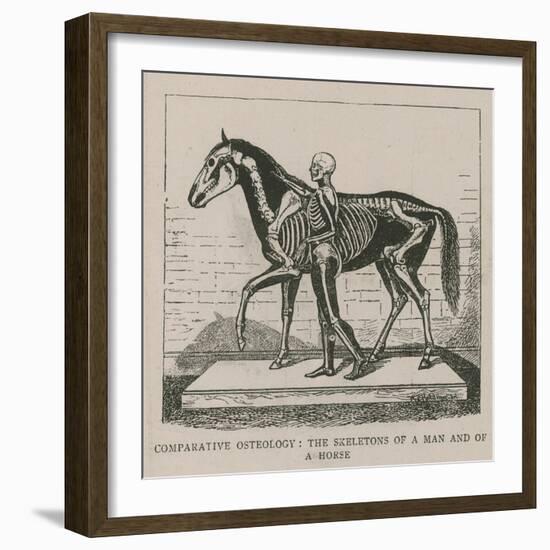Comparative Osteology-null-Framed Giclee Print