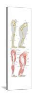 Comparison of Skeletal and Muscular Structure of the Right Leg of Modern Human and Gorilla-Encyclopaedia Britannica-Stretched Canvas