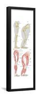 Comparison of Skeletal and Muscular Structure of the Right Leg of Modern Human and Gorilla-Encyclopaedia Britannica-Framed Poster