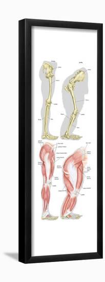 Comparison of Skeletal and Muscular Structure of the Right Leg of Modern Human and Gorilla-Encyclopaedia Britannica-Framed Poster