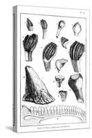 Comparison of the Teeth of an Iguanodon with Those of a Modern Iguana, 1836-null-Stretched Canvas