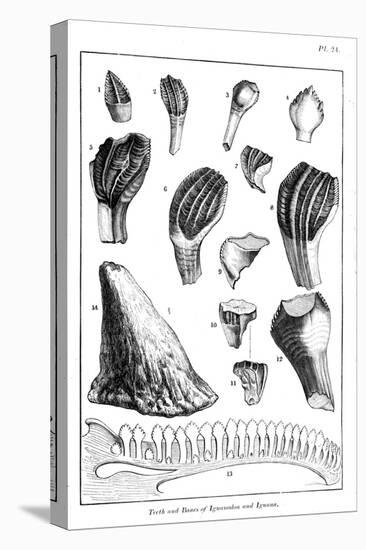 Comparison of the Teeth of an Iguanodon with Those of a Modern Iguana, 1836-null-Stretched Canvas