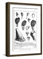 Comparison of the Teeth of an Iguanodon with Those of a Modern Iguana, 1836-null-Framed Giclee Print