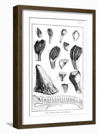 Comparison of the Teeth of an Iguanodon with Those of a Modern Iguana, 1836-null-Framed Giclee Print