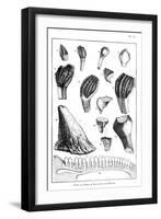 Comparison of the Teeth of an Iguanodon with Those of a Modern Iguana, 1836-null-Framed Giclee Print