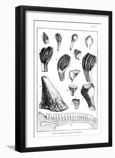 Comparison of the Teeth of an Iguanodon with Those of a Modern Iguana, 1836-null-Framed Giclee Print