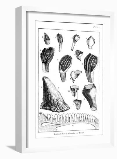 Comparison of the Teeth of an Iguanodon with Those of a Modern Iguana, 1836-null-Framed Giclee Print
