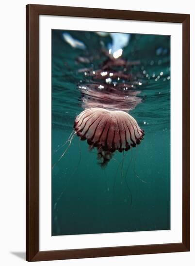 Compass Jellyfish (Chrysaora Hysocella) South Africa-Reinhard Dirscherl-Framed Photographic Print