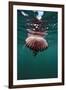 Compass Jellyfish (Chrysaora Hysocella) South Africa-Reinhard Dirscherl-Framed Photographic Print