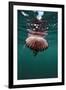 Compass Jellyfish (Chrysaora Hysocella) South Africa-Reinhard Dirscherl-Framed Photographic Print