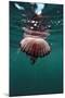 Compass Jellyfish (Chrysaora Hysocella) South Africa-Reinhard Dirscherl-Mounted Photographic Print