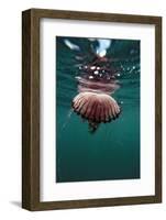 Compass Jellyfish (Chrysaora Hysocella) South Africa-Reinhard Dirscherl-Framed Photographic Print