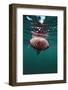 Compass Jellyfish (Chrysaora Hysocella) South Africa-Reinhard Dirscherl-Framed Photographic Print