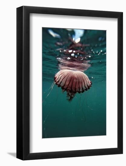 Compass Jellyfish (Chrysaora Hysocella) South Africa-Reinhard Dirscherl-Framed Photographic Print