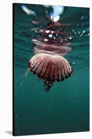 Compass Jellyfish (Chrysaora Hysocella) South Africa-Reinhard Dirscherl-Stretched Canvas