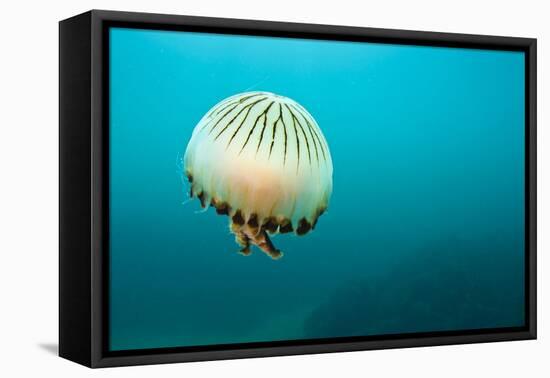 Compass Jellyfish (Chrysaora Hysoscella) Swimming over a Rocky Reef, Plymouth, Devon, UK, August-Alex Mustard-Framed Stretched Canvas