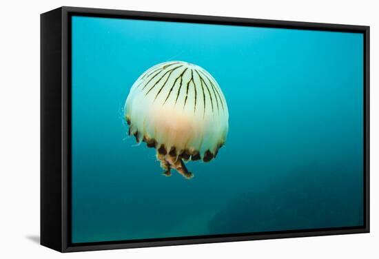 Compass Jellyfish (Chrysaora Hysoscella) Swimming over a Rocky Reef, Plymouth, Devon, UK, August-Alex Mustard-Framed Stretched Canvas