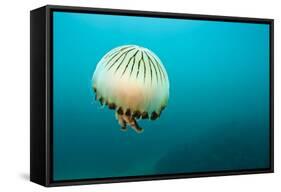 Compass Jellyfish (Chrysaora Hysoscella) Swimming over a Rocky Reef, Plymouth, Devon, UK, August-Alex Mustard-Framed Stretched Canvas