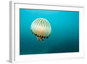 Compass Jellyfish (Chrysaora Hysoscella) Swimming over a Rocky Reef, Plymouth, Devon, UK, August-Alex Mustard-Framed Photographic Print