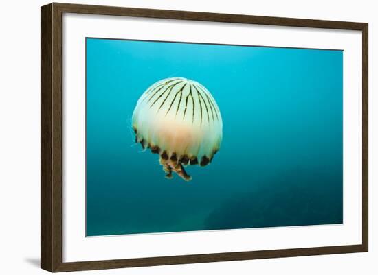 Compass Jellyfish (Chrysaora Hysoscella) Swimming over a Rocky Reef, Plymouth, Devon, UK, August-Alex Mustard-Framed Photographic Print