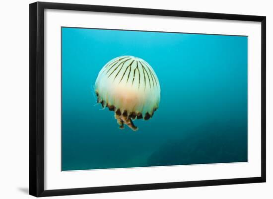 Compass Jellyfish (Chrysaora Hysoscella) Swimming over a Rocky Reef, Plymouth, Devon, UK, August-Alex Mustard-Framed Photographic Print