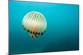 Compass Jellyfish (Chrysaora Hysoscella) Swimming over a Rocky Reef, Plymouth, Devon, UK, August-Alex Mustard-Mounted Photographic Print