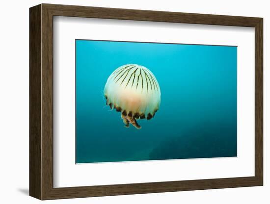 Compass Jellyfish (Chrysaora Hysoscella) Swimming over a Rocky Reef, Plymouth, Devon, UK, August-Alex Mustard-Framed Photographic Print