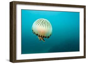 Compass Jellyfish (Chrysaora Hysoscella) Swimming over a Rocky Reef, Plymouth, Devon, UK, August-Alex Mustard-Framed Photographic Print