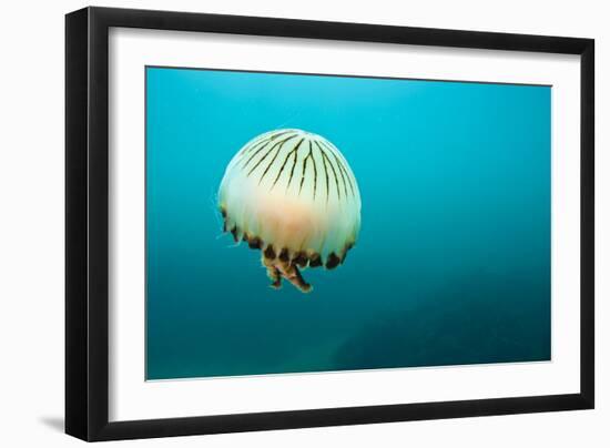 Compass Jellyfish (Chrysaora Hysoscella) Swimming over a Rocky Reef, Plymouth, Devon, UK, August-Alex Mustard-Framed Photographic Print