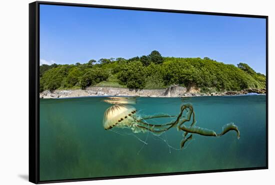 Compass jellyfish swimming near surface, Cornwall, UK-Alex Mustard-Framed Stretched Canvas
