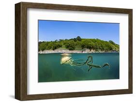 Compass jellyfish swimming near surface, Cornwall, UK-Alex Mustard-Framed Photographic Print