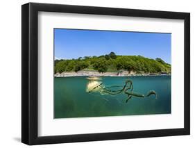 Compass jellyfish swimming near surface, Cornwall, UK-Alex Mustard-Framed Photographic Print