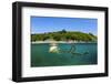 Compass jellyfish swimming near surface, Cornwall, UK-Alex Mustard-Framed Photographic Print